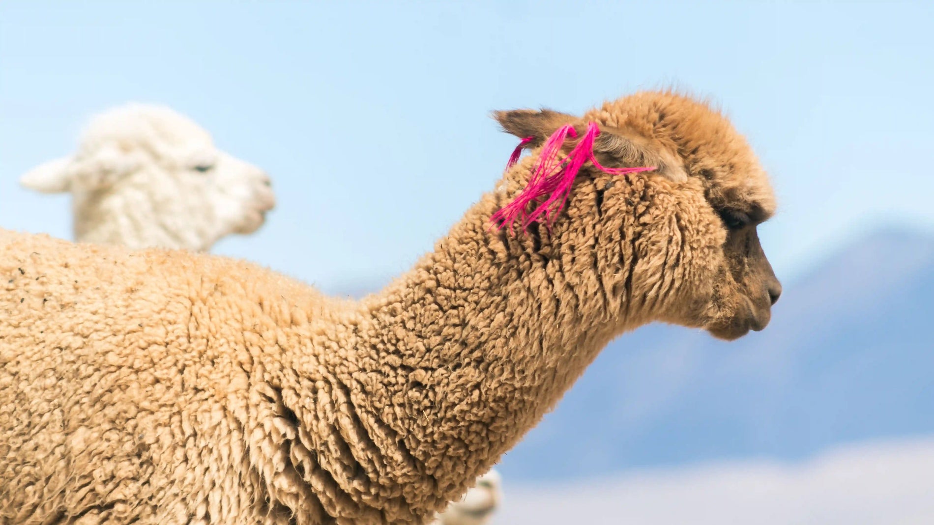 What Is Alpaca Wool? Why It's One of the World's Finest Fibers
