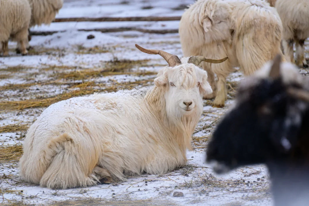 What Is Cashmere — And Why Does It Cost More?