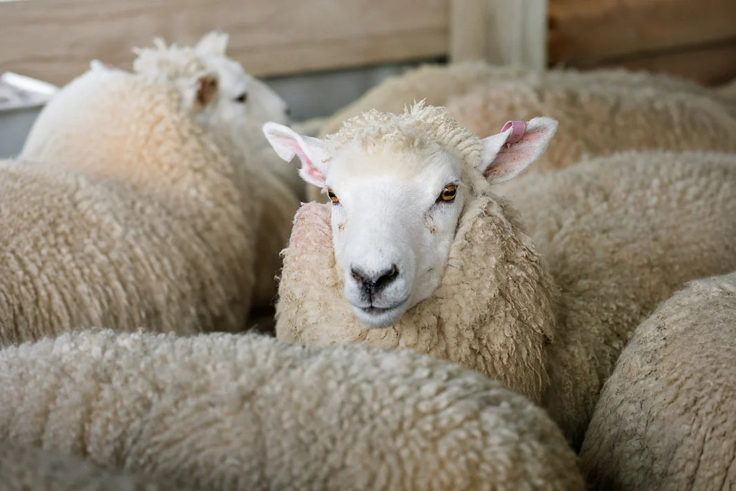 What Is Lambswool? How It Differs from Merino and Alpaca