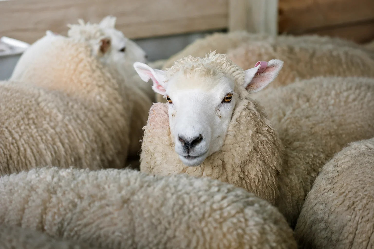 What Is Lambswool? How It Differs from Merino and Alpaca