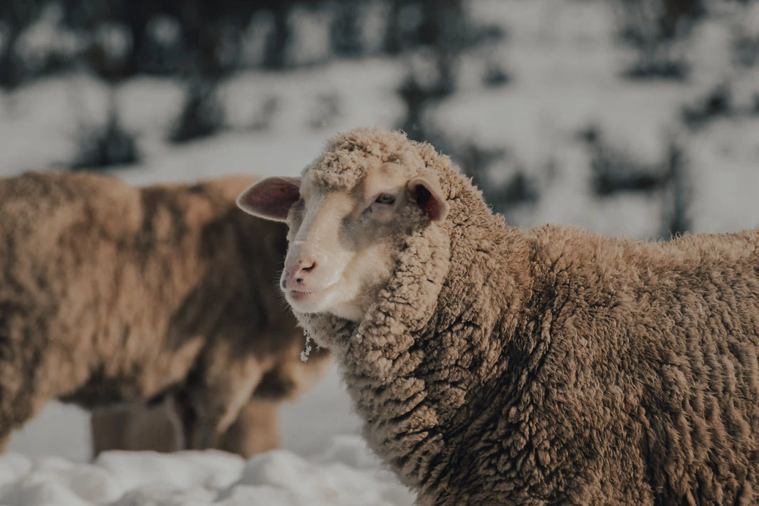 What Is Merino Wool? Everything You Need to Know